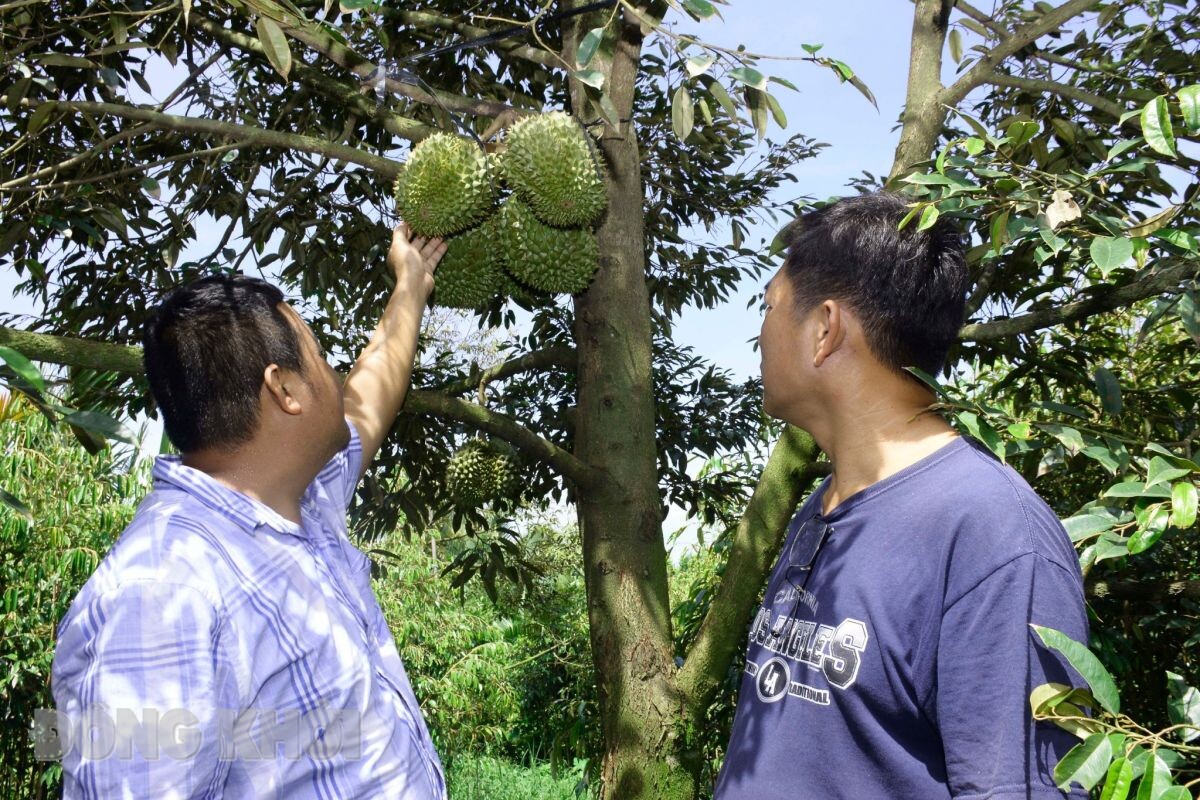 Ở một nơi của Bến Tre, dân trồng "cây tiền tỷ" là trồng sầu riêng kiểu gì mà có nhà thu 3 tỷ/ha?- Ảnh 1.