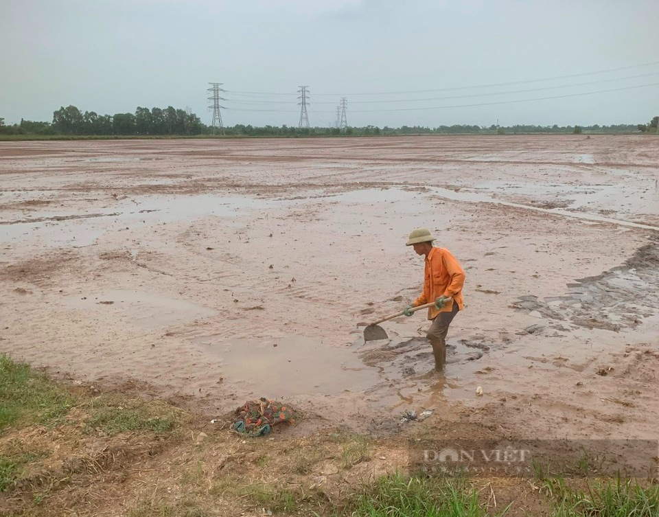 Sau ngập úng, hơn 45.000ha lúa bị thiệt hại, nông dân miền Bắc lái máy bay để gieo cấy lại- Ảnh 1.