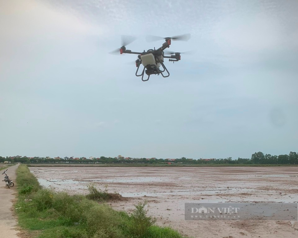 Sau ngập úng, hơn 45.000ha lúa bị thiệt hại, nông dân miền Bắc lái máy bay để gieo cấy lại- Ảnh 4.