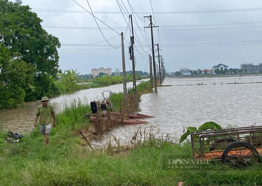 Ninh Bình: Nước rút, nông dân khẩn trương "hồi sức" lúa mùa, đã thấy đồng xanh- Ảnh 1.