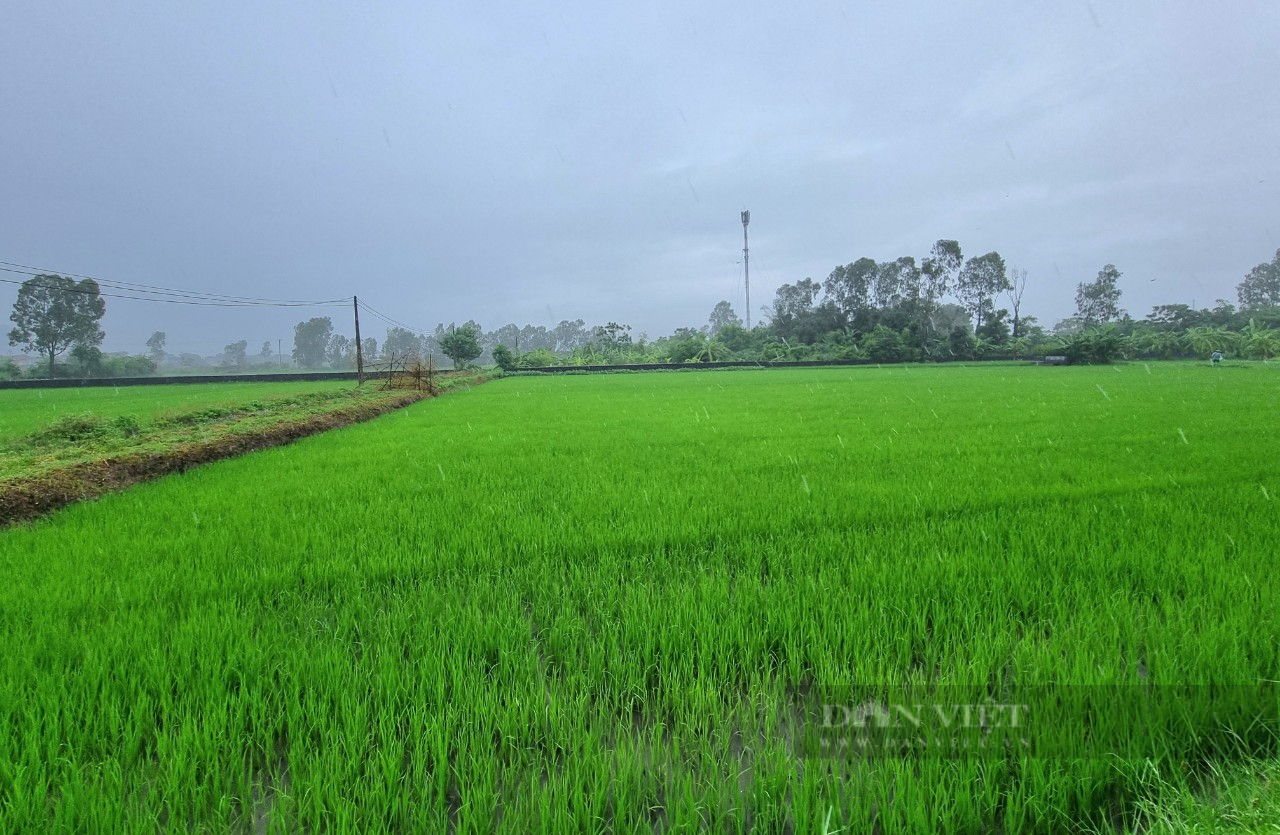 Ninh Bình: Nước rút, nông dân khẩn trương "hồi sức" lúa mùa, đã thấy đồng xanh- Ảnh 3.