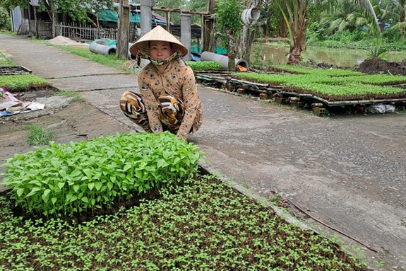 Chỉ có 20m2 đất trước nhà, chị nông dân Hậu Giang trồng kiểu gì mà "tự trả lương" 50 triệu/năm?- Ảnh 1.