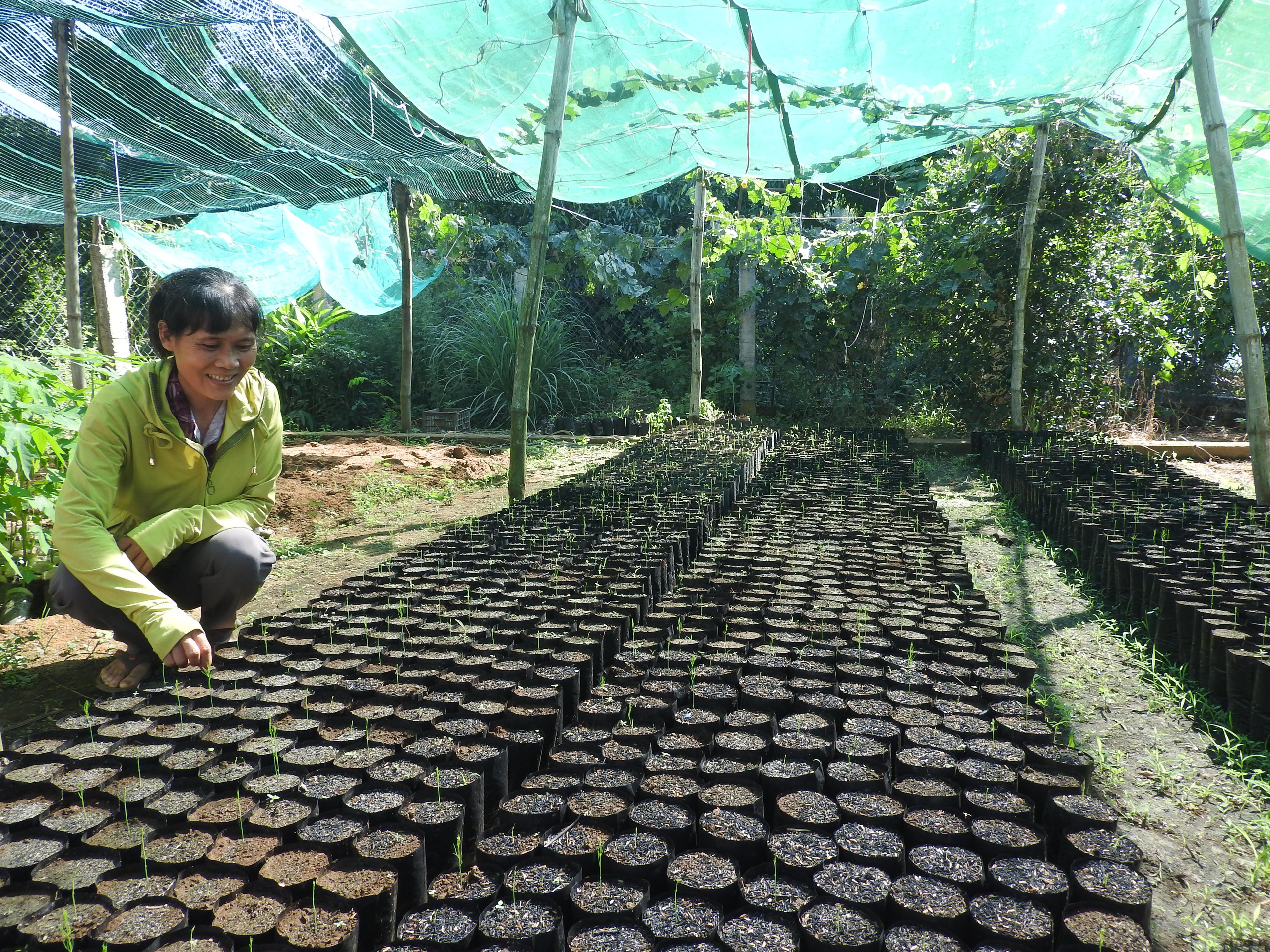 Được tiếp vốn, nông dân Phú Yên mạnh dạn làm kinh tế, nhiều hộ lãi cả tỷ đồng/năm- Ảnh 1.