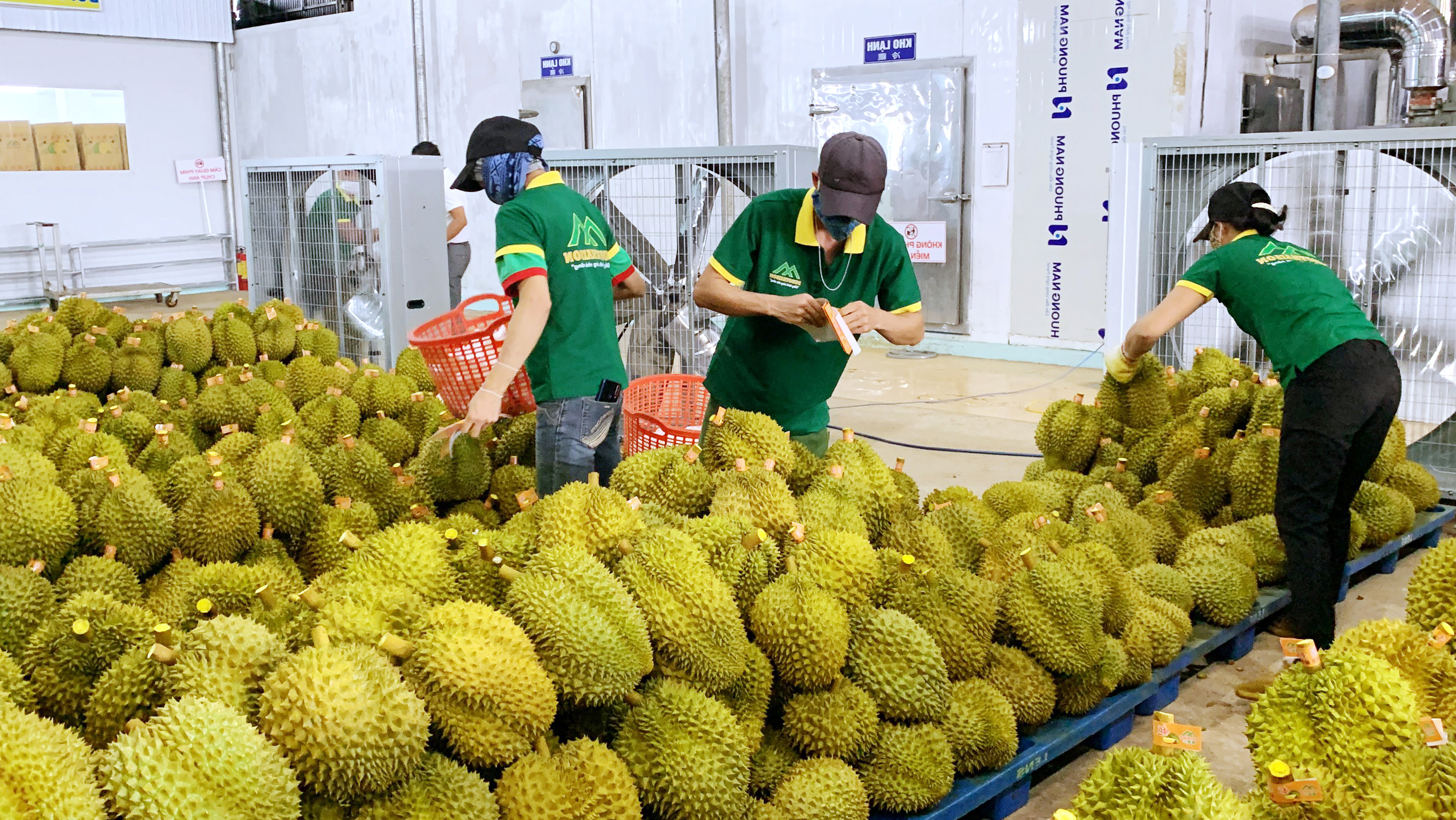 Ngành chức năng Đắk Lắk tiến hành kiểm tra các vùng trồng, cơ sở đóng gói sầu riêng- Ảnh 2.