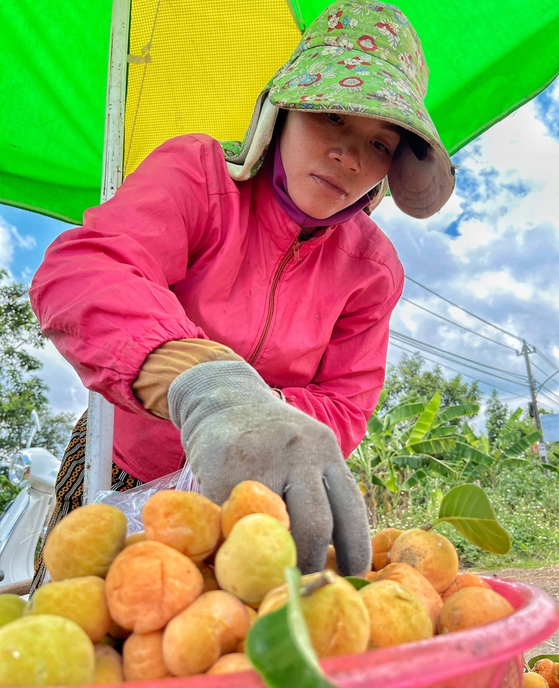 Quả chay: Loại quả xanh vỏ ruột hồng trước rụng đầy không ai ngó bỗng gây sốt, chị em lùng sục tìm- Ảnh 3.