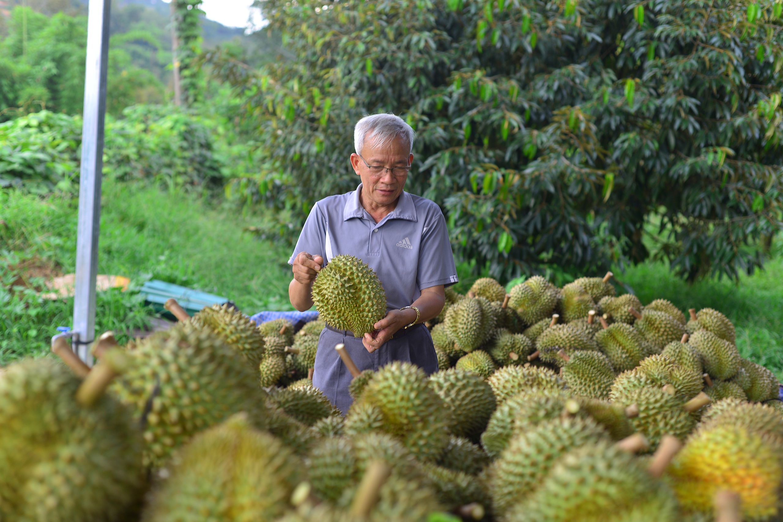 Ngăn tranh mua, tranh bán sầu riêng ở Lâm Đồng- Ảnh 1.