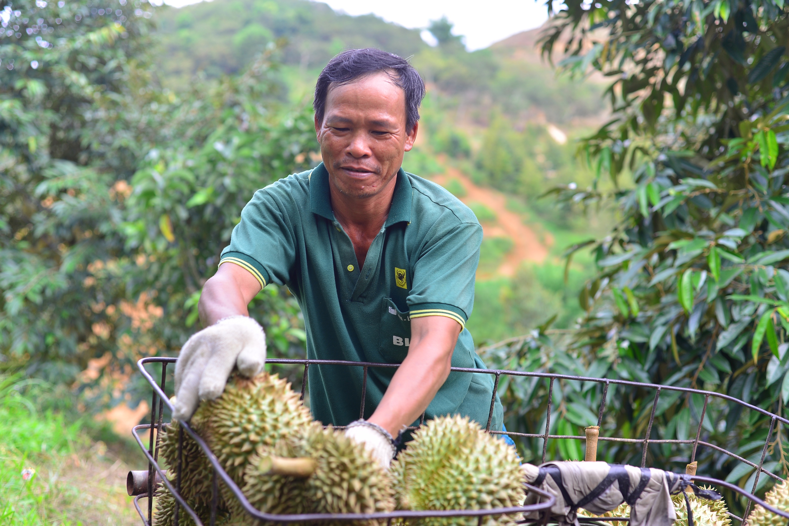 Ngăn tranh mua, tranh bán sầu riêng ở Lâm Đồng- Ảnh 2.