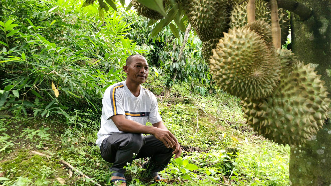 Một ông nông Lâm Đồng trồng sầu riêng trên đất dốc, cây ra trái bói mà quả treo nhiều thế này đây- Ảnh 2.