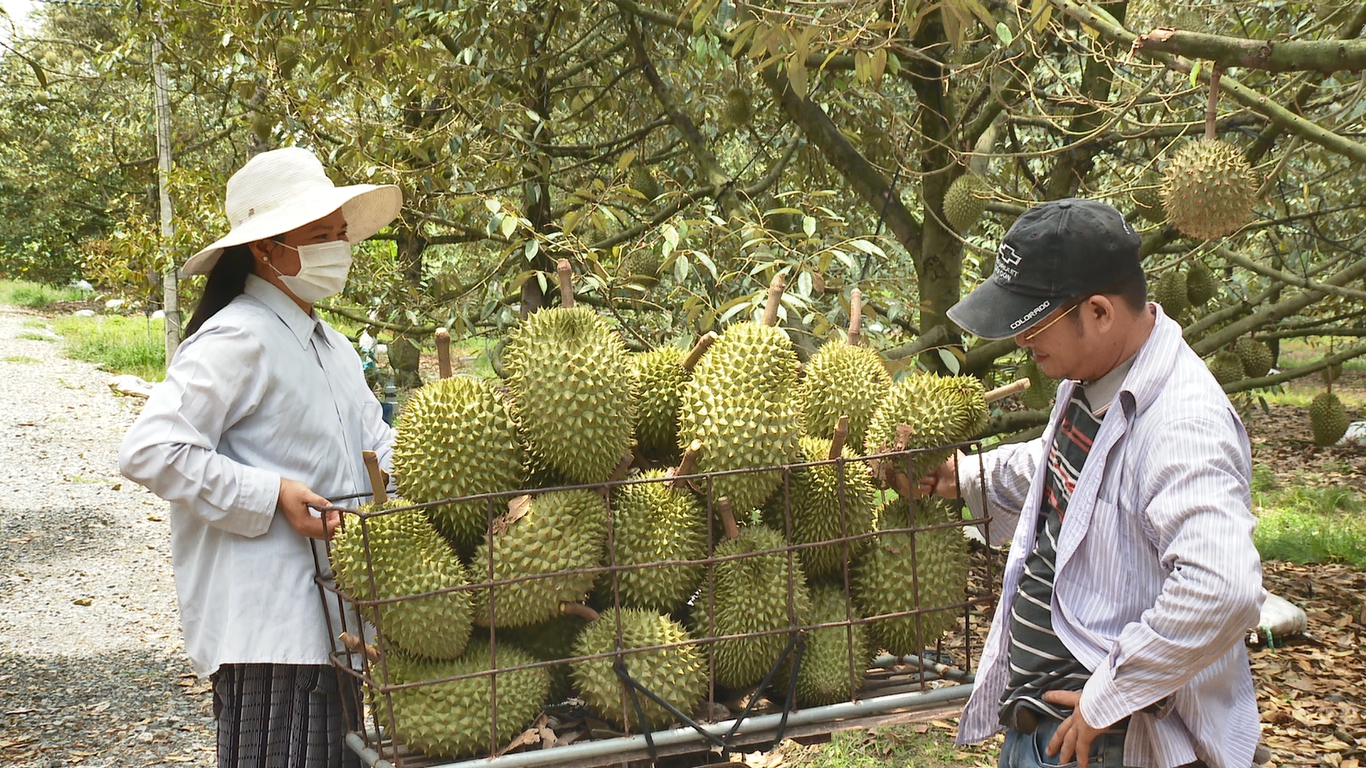 Xã Bàu Đồn ở Tây Ninh trồng sầu riêng tới 1.500ha, cây tiền tỷ trái to bự, thành làng tỷ phú- Ảnh 1.