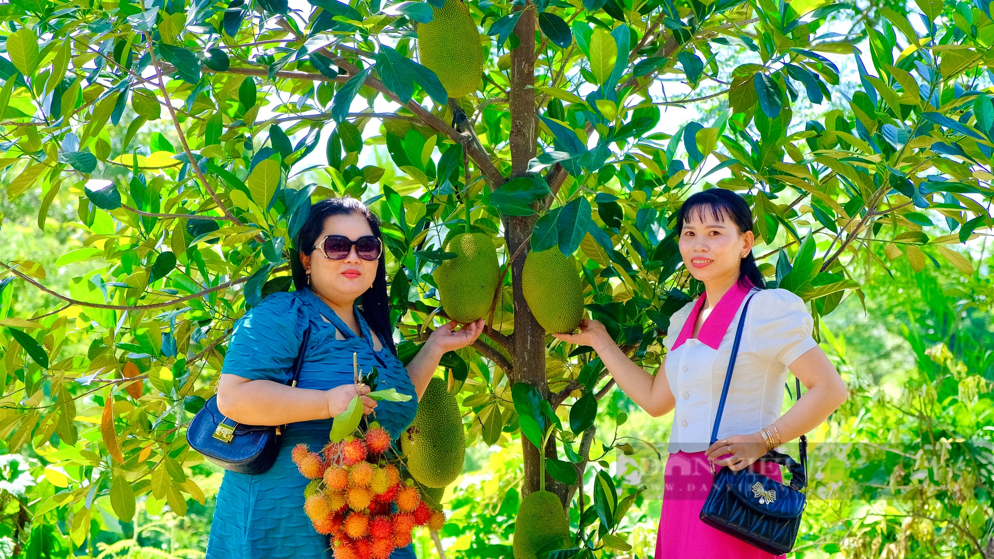 Du khách sảng khoái khi bước vào vườn trái cây được“hái tận tay, ăn ngay tại chỗ" ở Ninh Thuận- Ảnh 1.