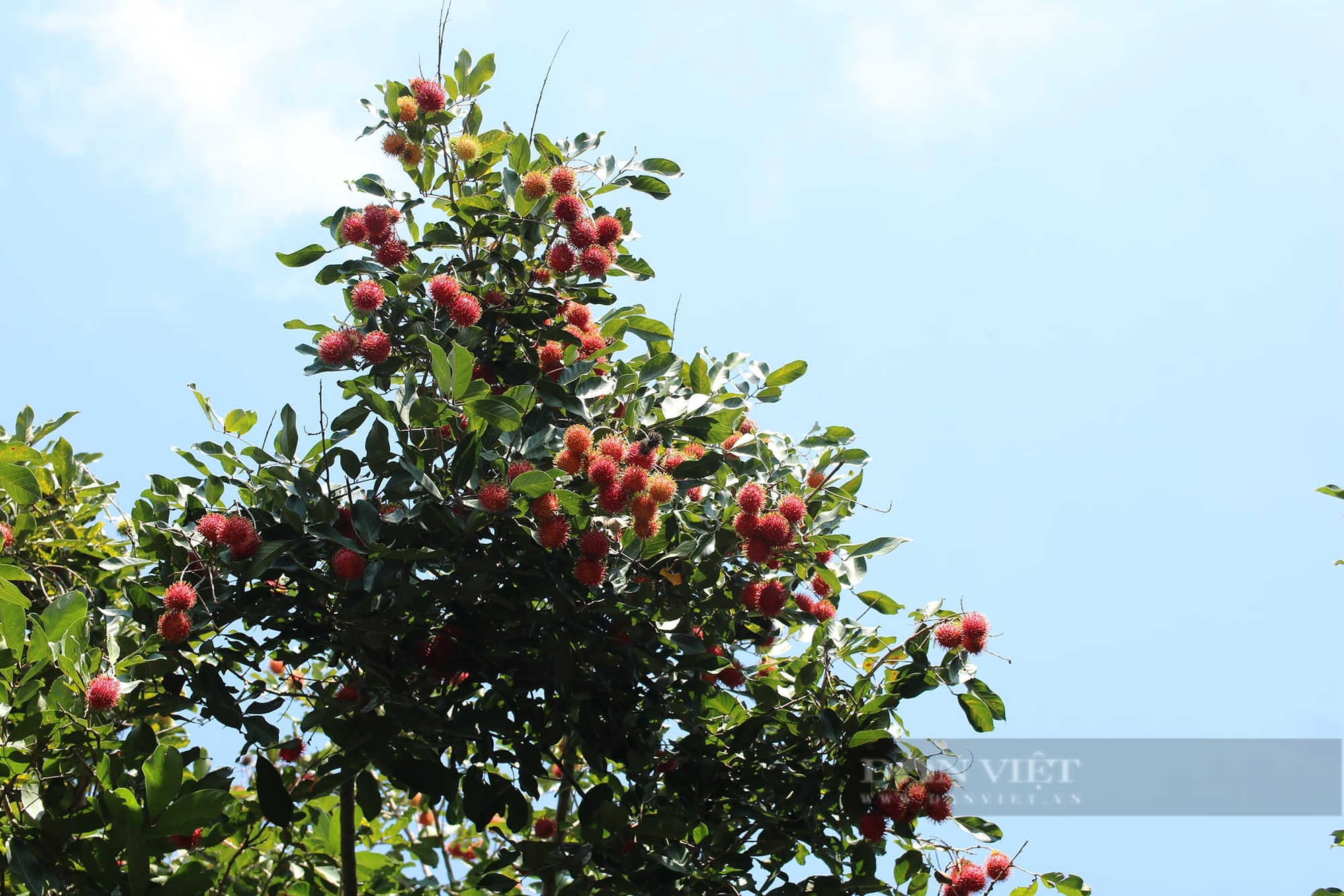 Du khách sảng khoái khi bước vào vườn trái cây được“hái tận tay, ăn ngay tại chỗ" ở Ninh Thuận- Ảnh 3.