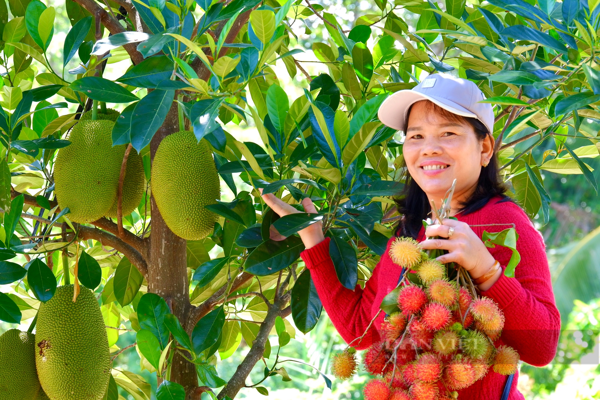 Du khách sảng khoái khi bước vào vườn trái cây được“hái tận tay, ăn ngay tại chỗ" ở Ninh Thuận- Ảnh 5.