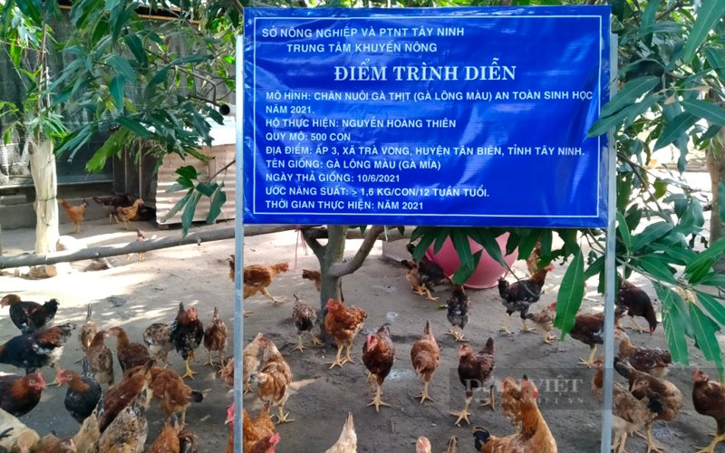 Một điểm trình diễn chăn nuôi gà theo hướng an toàn sinh học do Trung tâm Khuyến nông Tây Ninh thực hiện. Ảnh: Trần Khánh