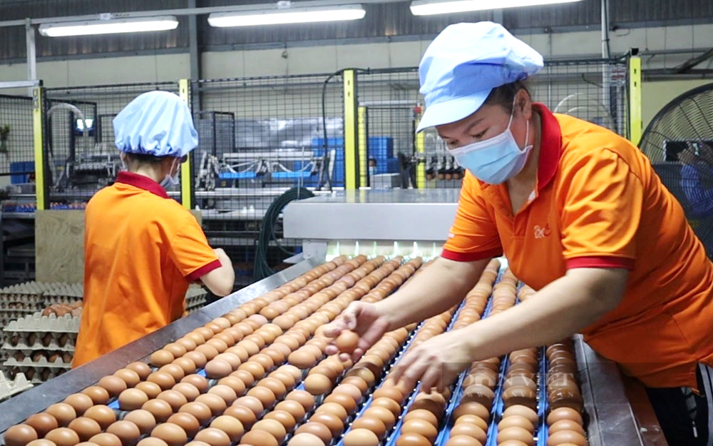 Công nhân phân loại trứng gà ở Công ty TNHH QL Farm (huyện Tân Biên). Ảnh: Trần Khánh