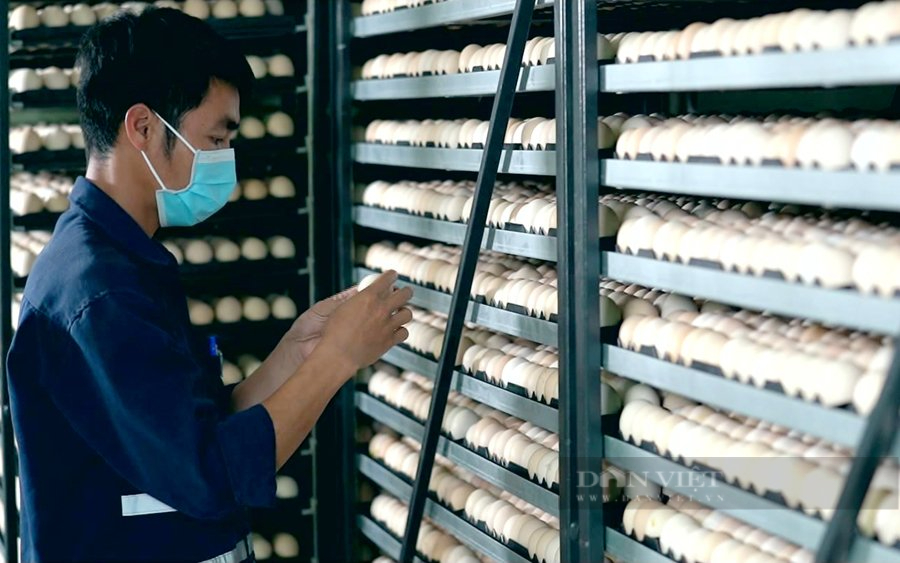 Nhà máy ấp trứng công nghệ cao của công ty CP Bel Gà ở Tây Ninh. Ảnh: Trần Khánh