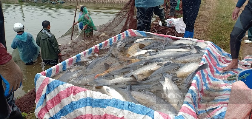 Người chăn nuôi thủy sản huyện Giao Thủy chia sẻ, yêu cầu đầu ra với cá câu là phải to, khỏe đồng đều, thích ứng nhanh với môi trường mới. Ảnh: NVCC.