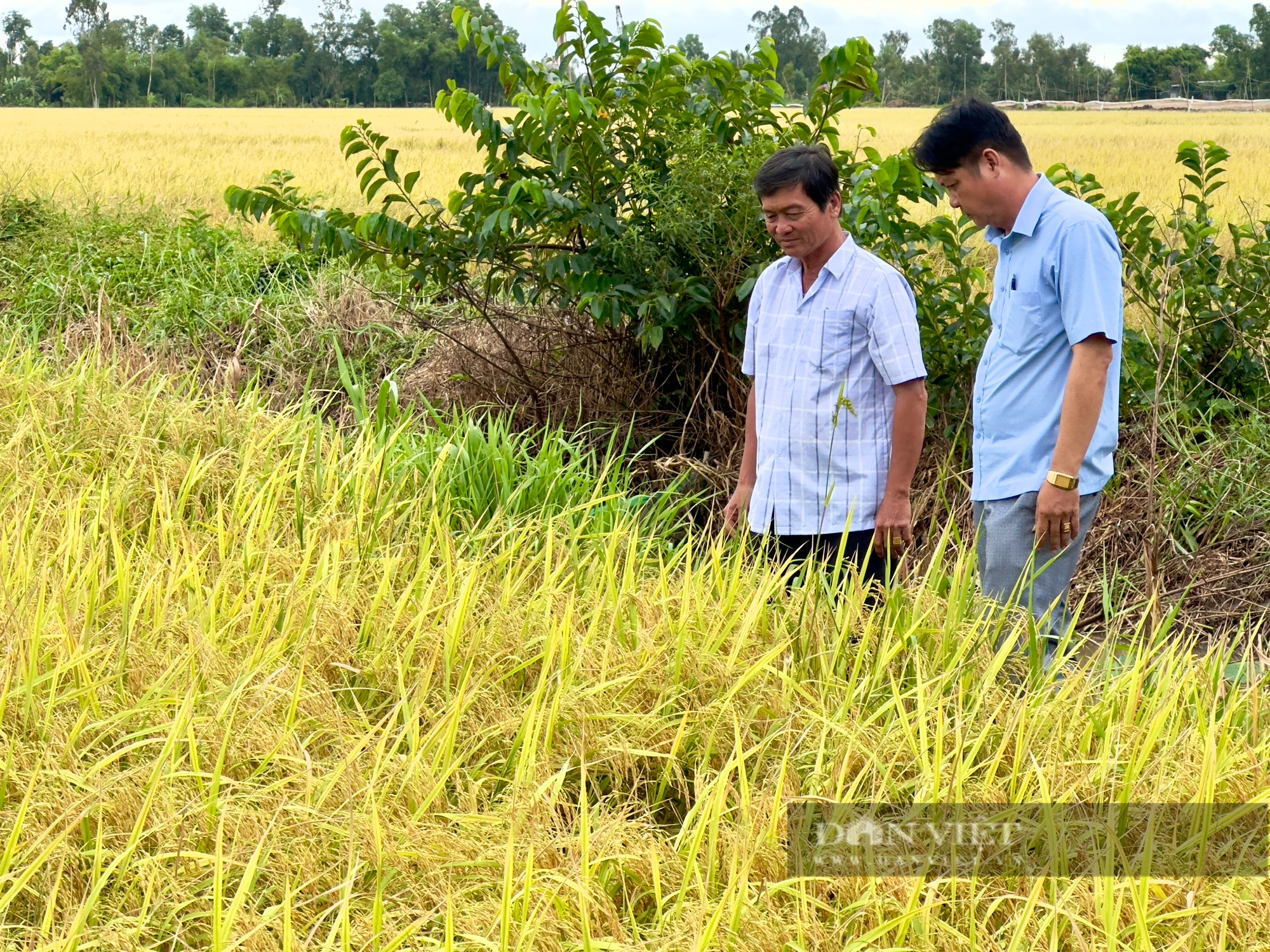 Một hợp tác xã ở Hậu Giang, trồng lúa kiểu mới thu lãi 36 triệu đồng/ha, lần đầu tiên còn bán được cả... báo cáo- Ảnh 1.