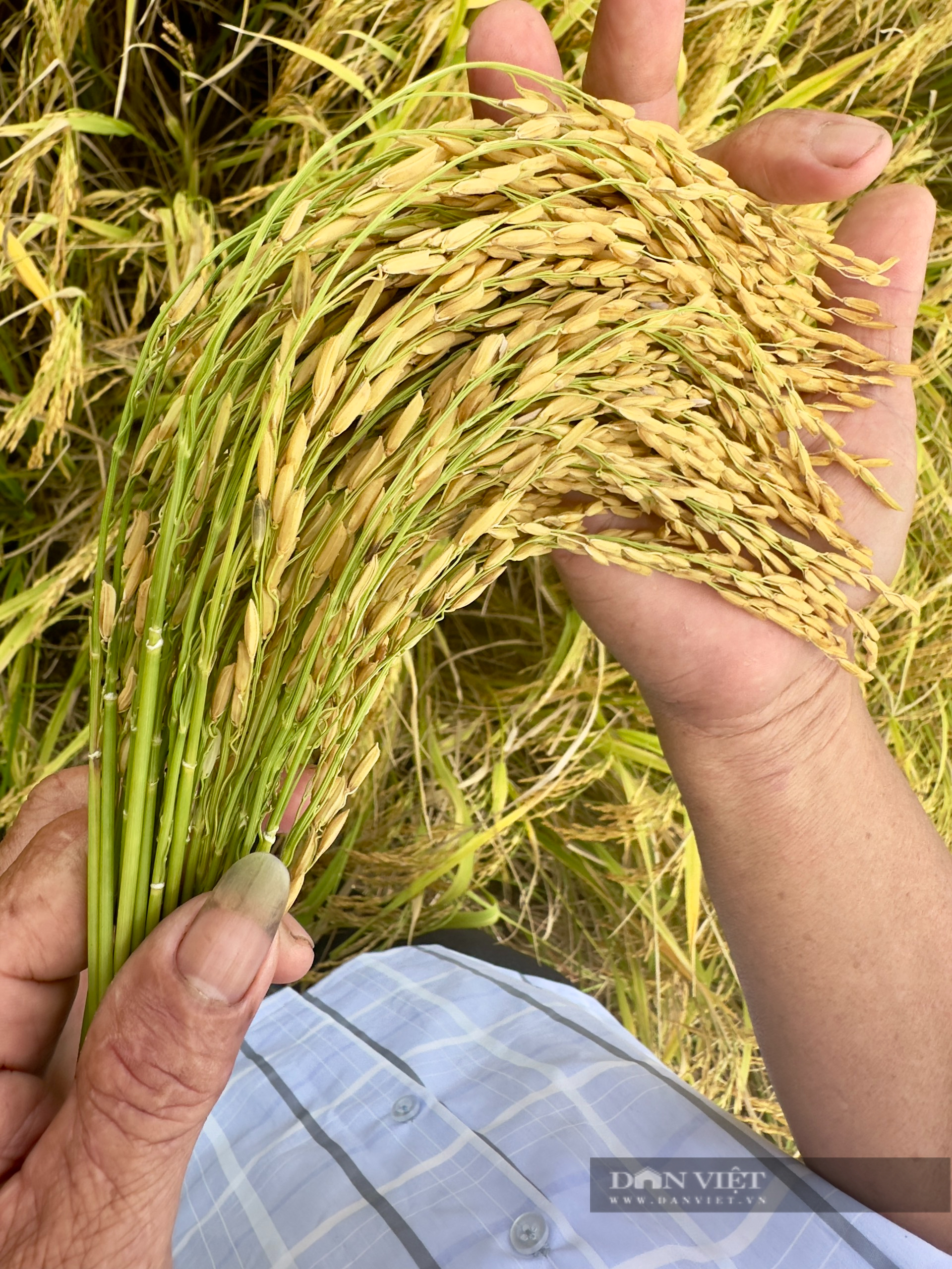 Một hợp tác xã ở Hậu Giang, trồng lúa kiểu mới thu lãi 36 triệu đồng/ha, lần đầu tiên còn bán được cả... báo cáo- Ảnh 3.