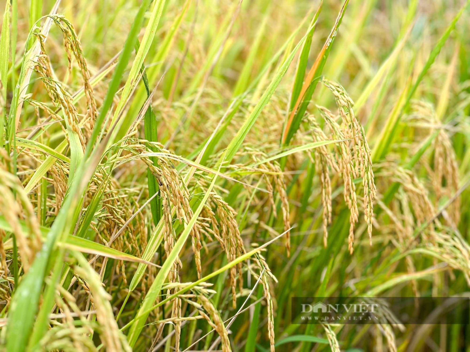 Một hợp tác xã ở Hậu Giang, trồng lúa kiểu mới thu lãi 36 triệu đồng/ha, lần đầu tiên còn bán được cả... báo cáo- Ảnh 7.