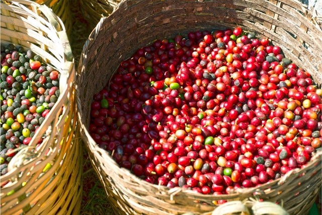 Giá cà phê Robusta phục hồi trở lại từ mức thấp nhất một tháng - Ảnh 3.