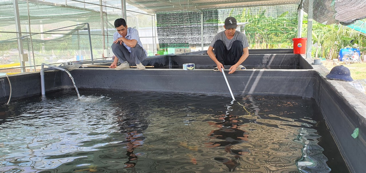 9X Khánh Hòa "bỏ lương ngoại" hơn 30 triệu đồng/tháng về quê trồng rau tốt um, nuôi cá dày đặc- Ảnh 9.