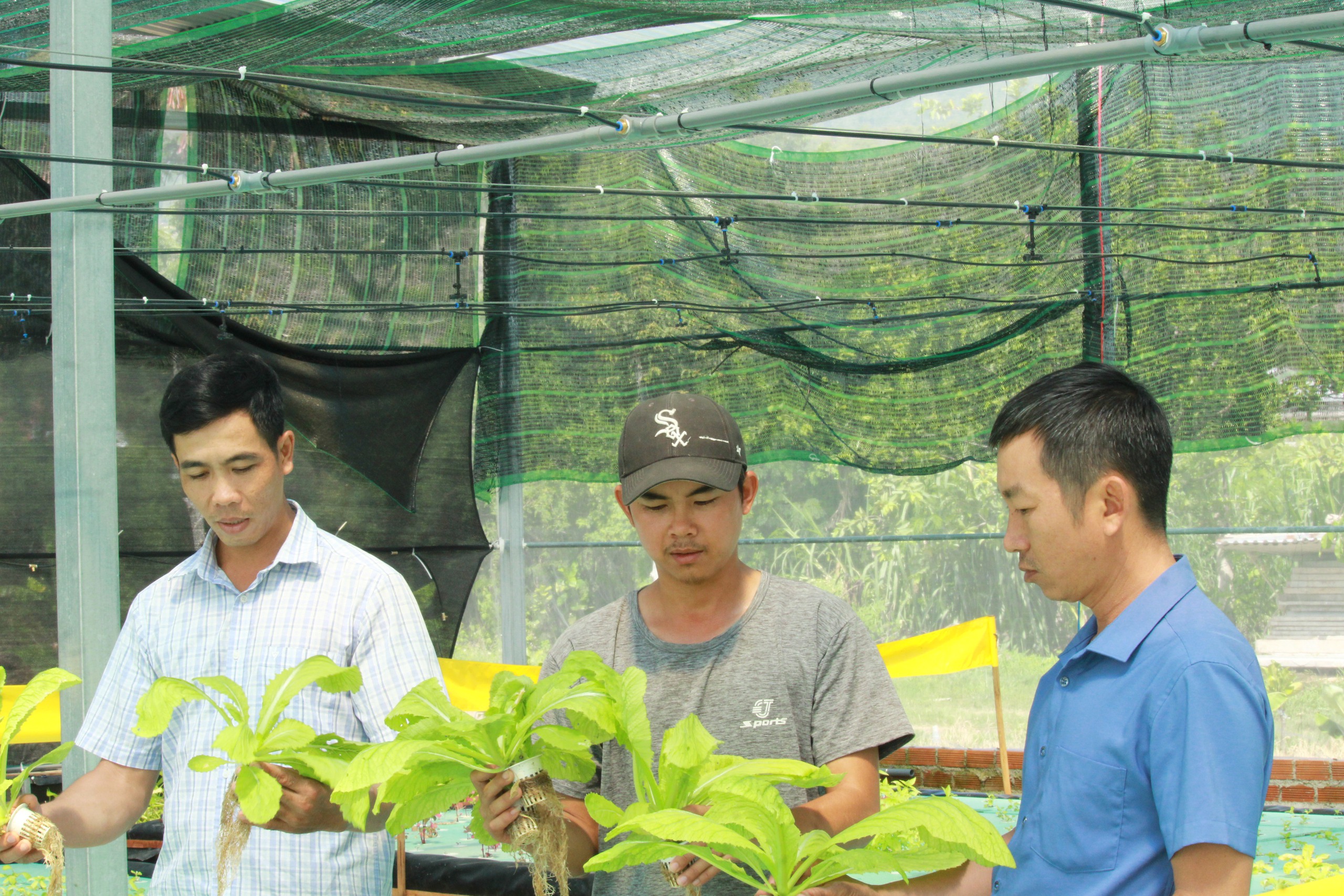 9X Khánh Hòa "bỏ lương ngoại" hơn 30 triệu đồng/tháng về quê trồng rau tốt um, nuôi cá dày đặc- Ảnh 8.