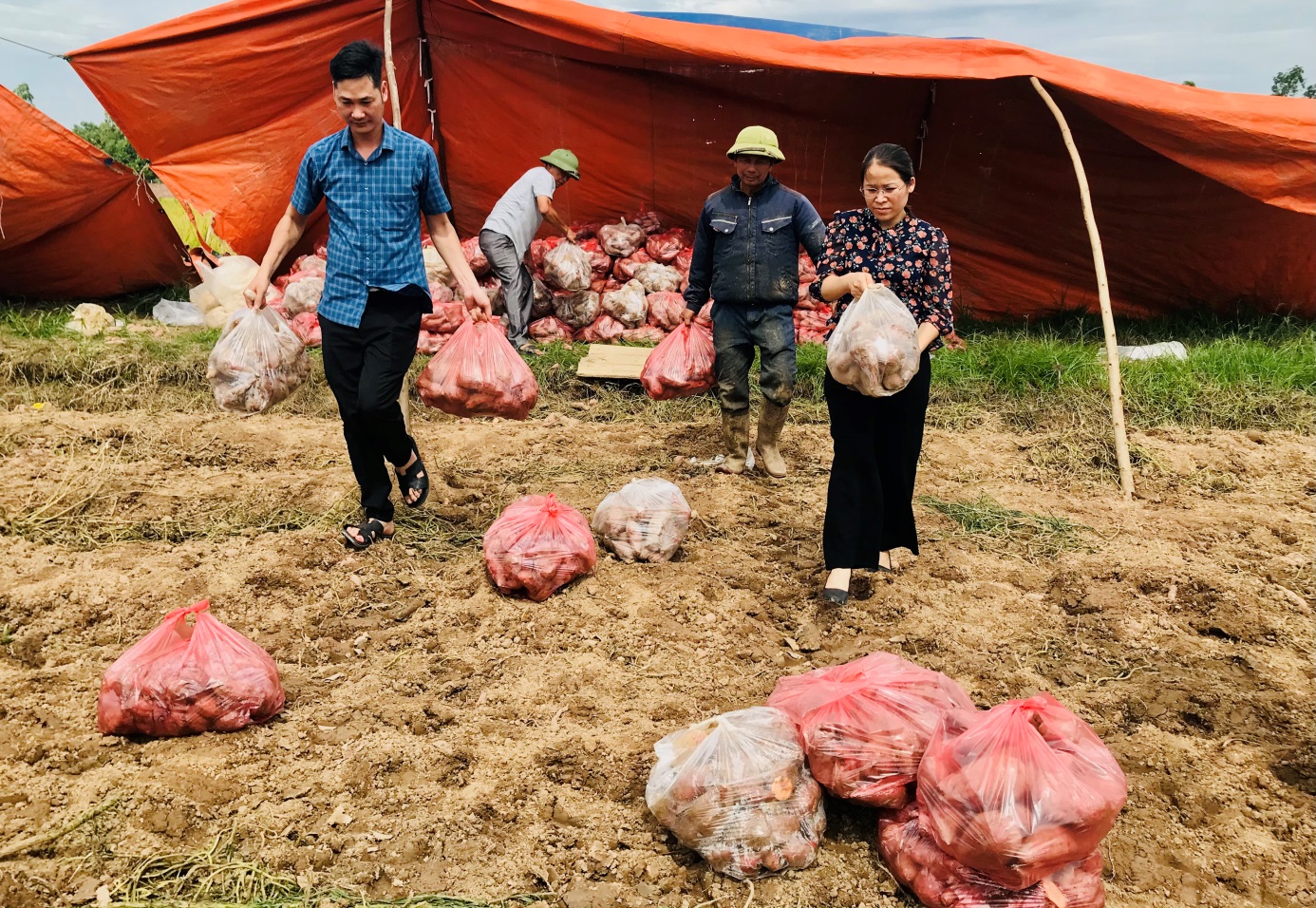 Bằng cách này chỉ trong thời gian ngắn, Hội Nông dân Bắc Ninh đã bán hết veo 87 tấn khoai lang cho nông dân- Ảnh 1.
