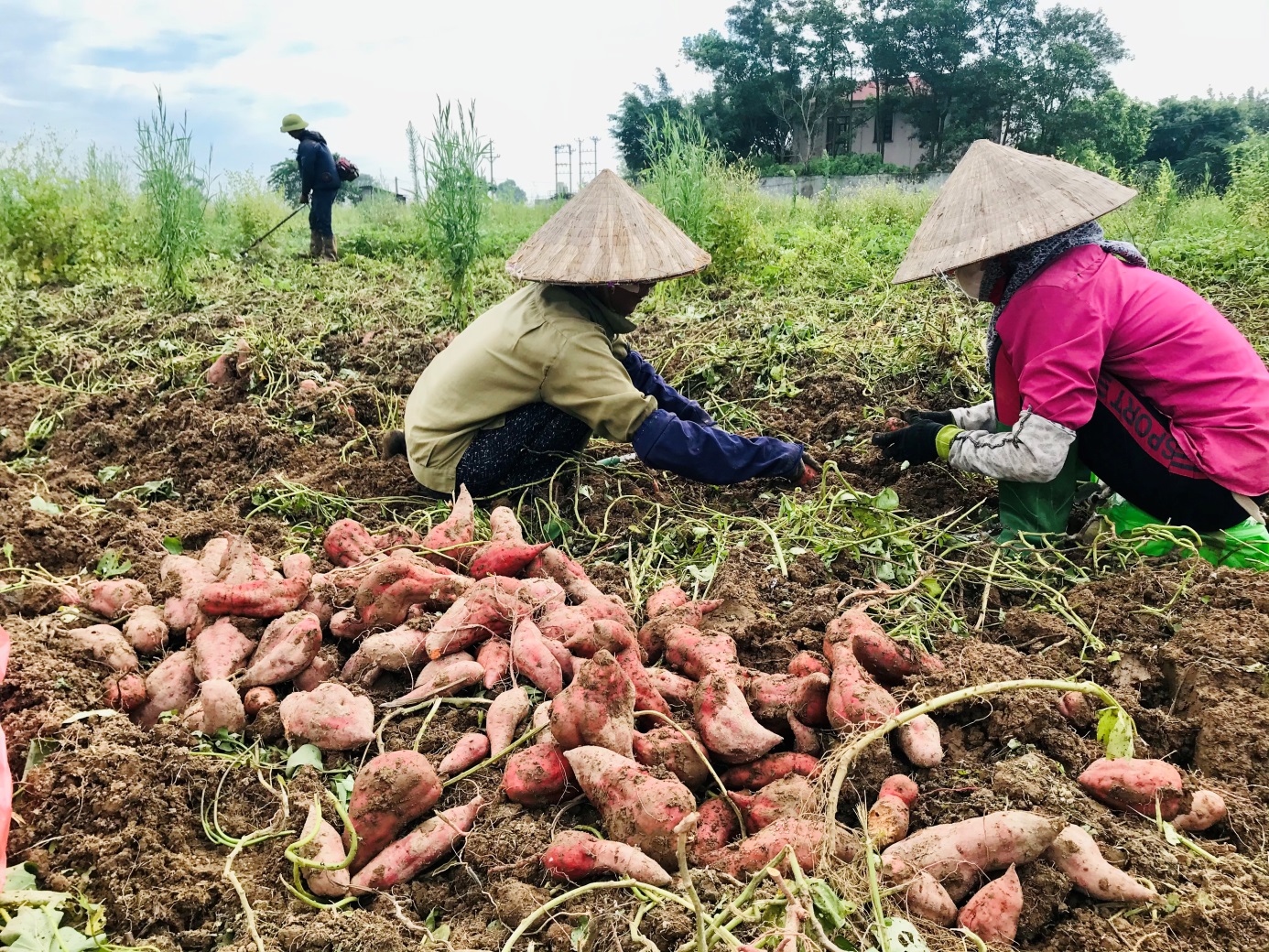 Bằng cách này chỉ trong thời gian ngắn, Hội Nông dân Bắc Ninh đã bán hết veo 87 tấn khoai lang cho nông dân- Ảnh 2.
