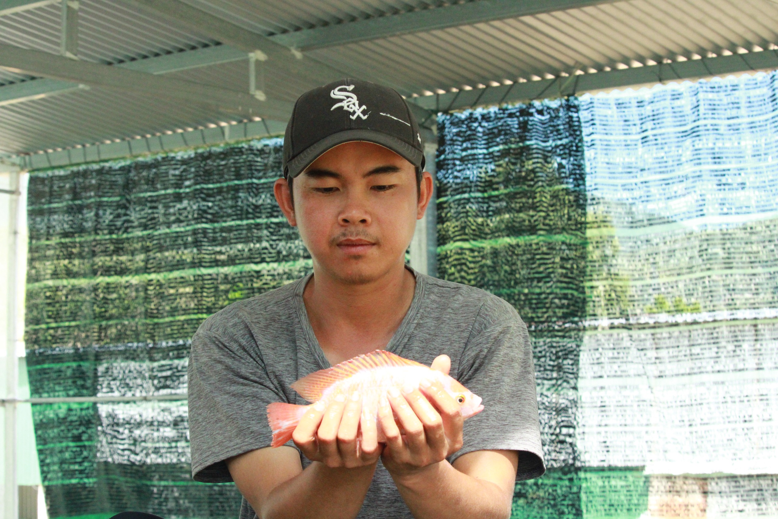 9X Khánh Hòa "bỏ lương ngoại" hơn 30 triệu đồng/tháng về quê trồng rau tốt um, nuôi cá dày đặc- Ảnh 3.