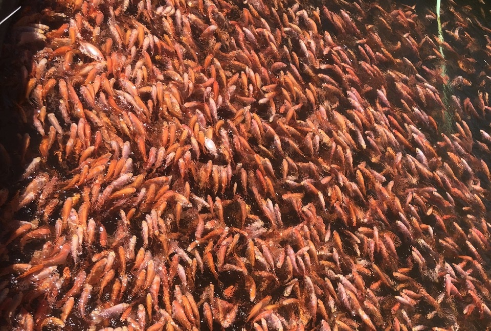 Nuôi cá diêu hồng đỏ cả mặt nước, cặp vợ chồng này ở Hà Tĩnh lãi tiền tỷ/năm- Ảnh 1.