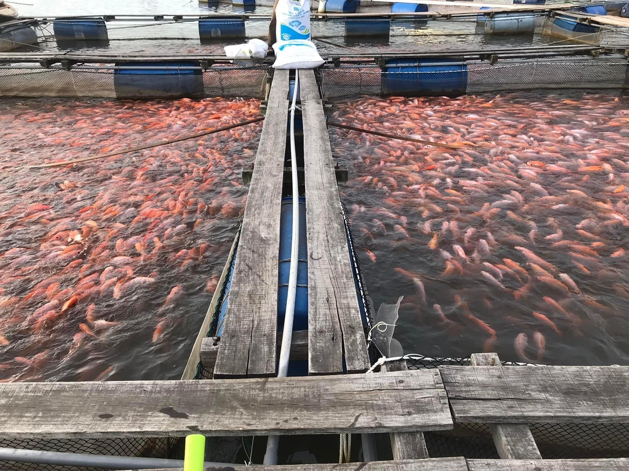 Nuôi cá diêu hồng đỏ cả mặt nước, cặp vợ chồng này ở Hà Tĩnh lãi tiền tỷ/năm- Ảnh 2.