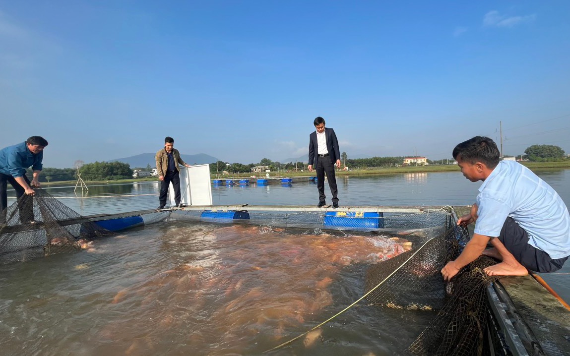 Hai vợ chồng ở Hà Tĩnh nuôi cá diêu hồng dày đặc, lãi tiền tỷ/năm, là nông dân sản xuất kinh doanh giỏi