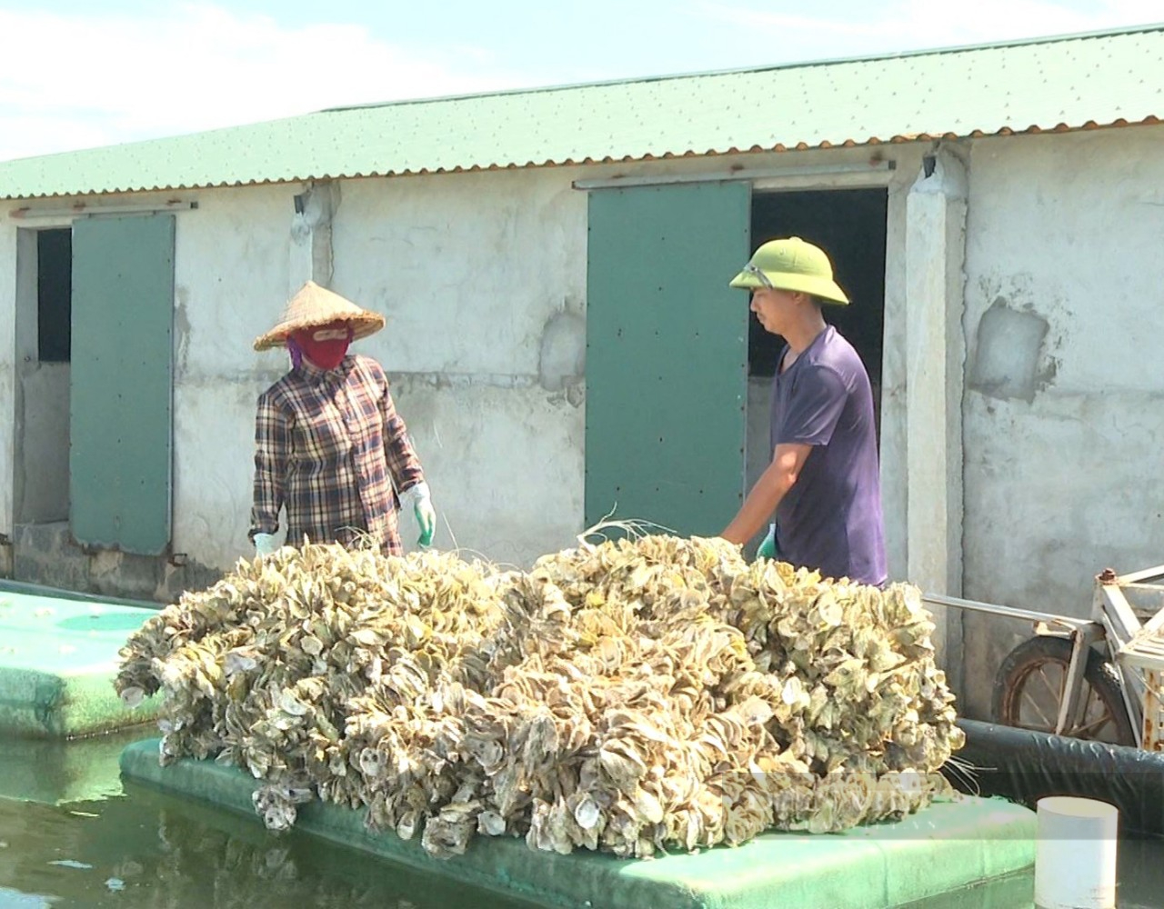 Nu&ocirc;i c&aacute;c lo&agrave;i động vật nhuyễn thể, c&oacute; chủ trang trại thủy sản ở Ninh B&igrave;nh thu tiền tỷ- Ảnh 7.