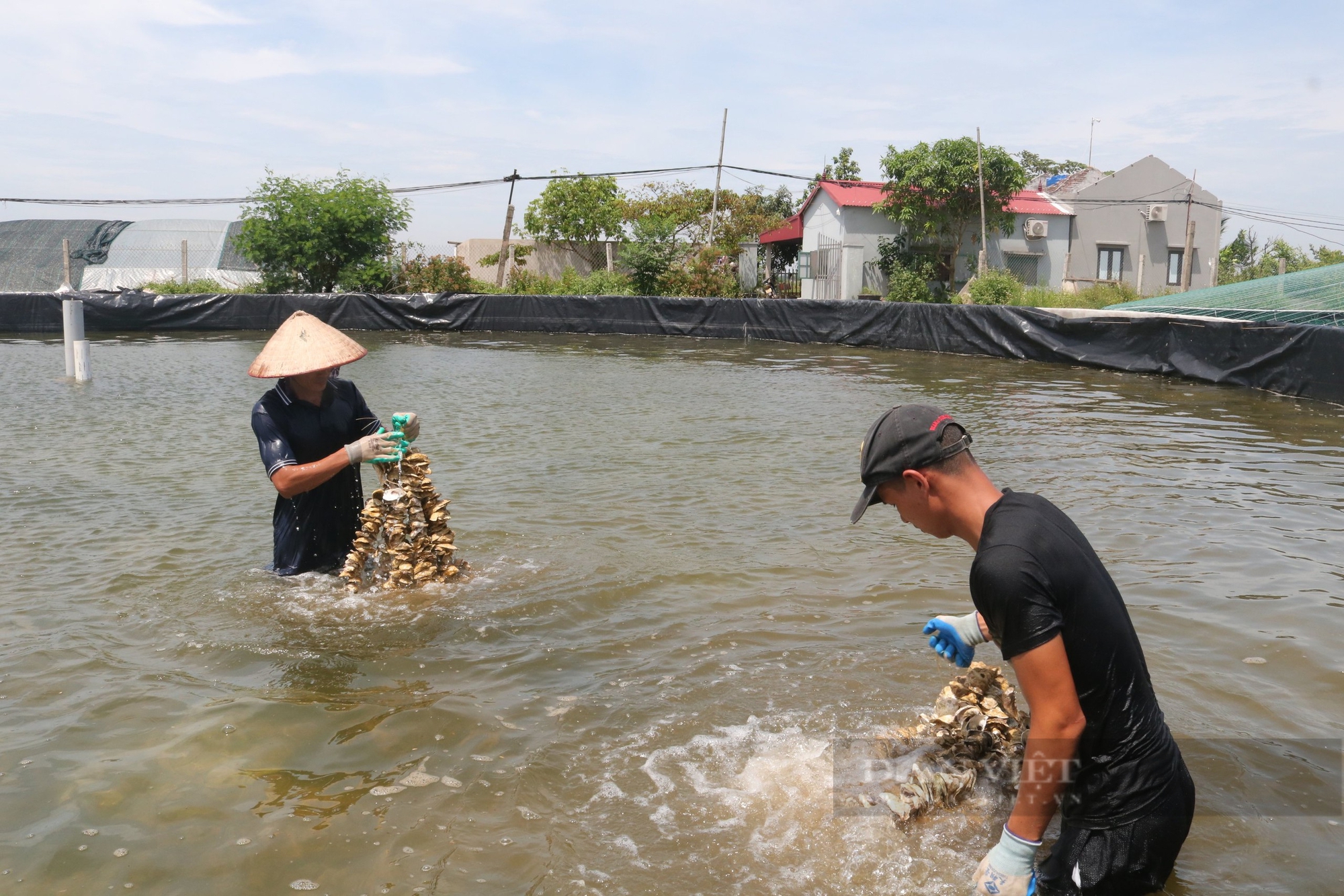 Nu&ocirc;i c&aacute;c lo&agrave;i động vật nhuyễn thể, c&oacute; chủ trang trại thủy sản ở Ninh B&igrave;nh thu tiền tỷ- Ảnh 4.