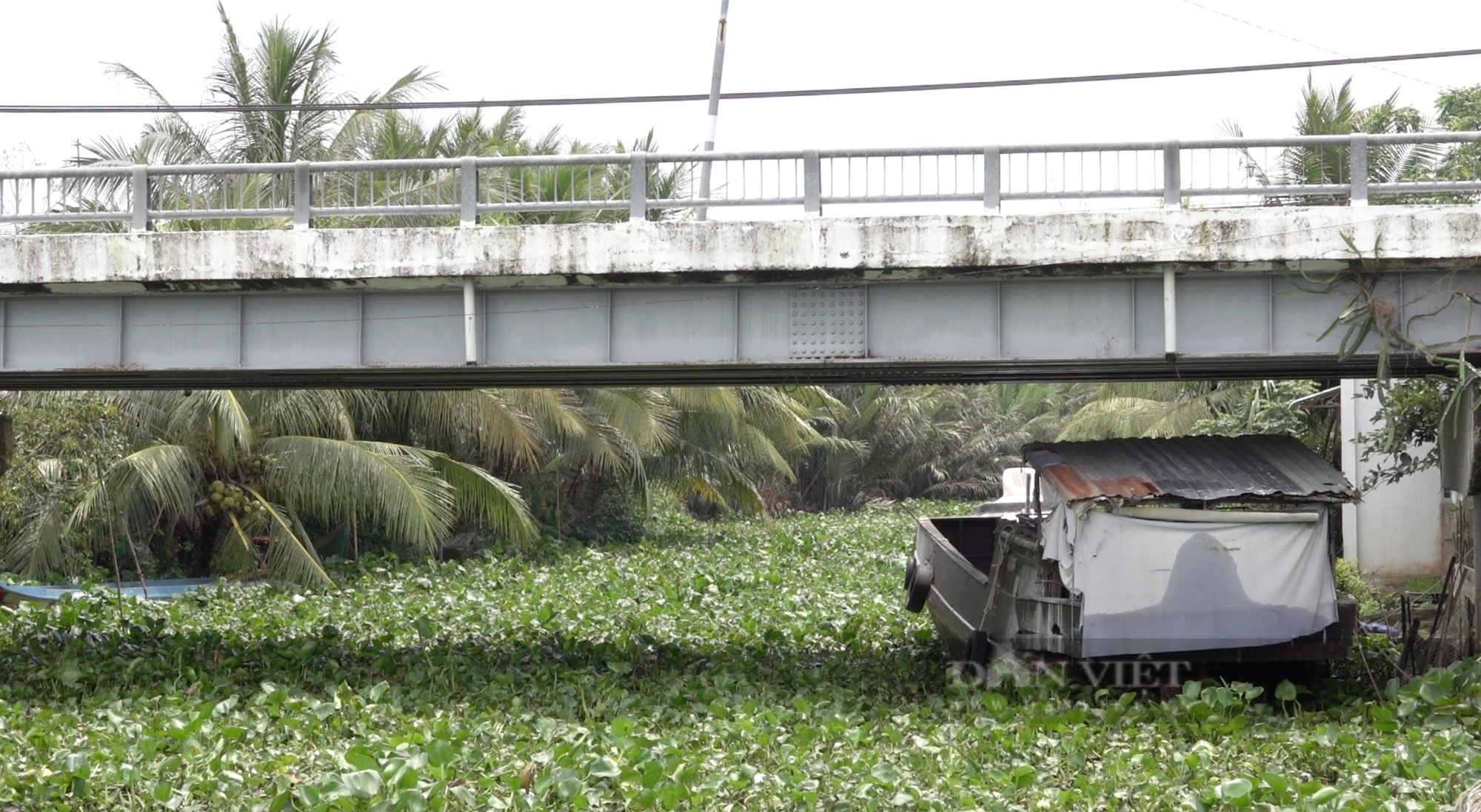 Vì sao lục bình mọc đầy sông ở miền Tây?- Ảnh 3.