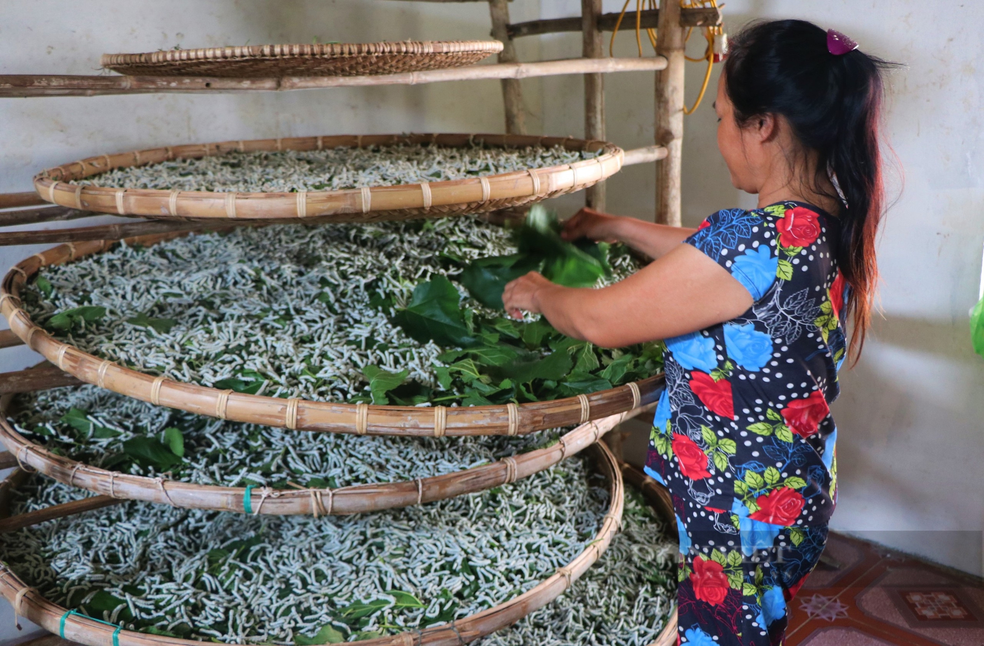 Nuôi tằm, con động vật nhai lá dâu cả ngày, nuôi kiểu gì mà nông dân nơi này của Nghệ An 4 tỷ/năm?- Ảnh 1.