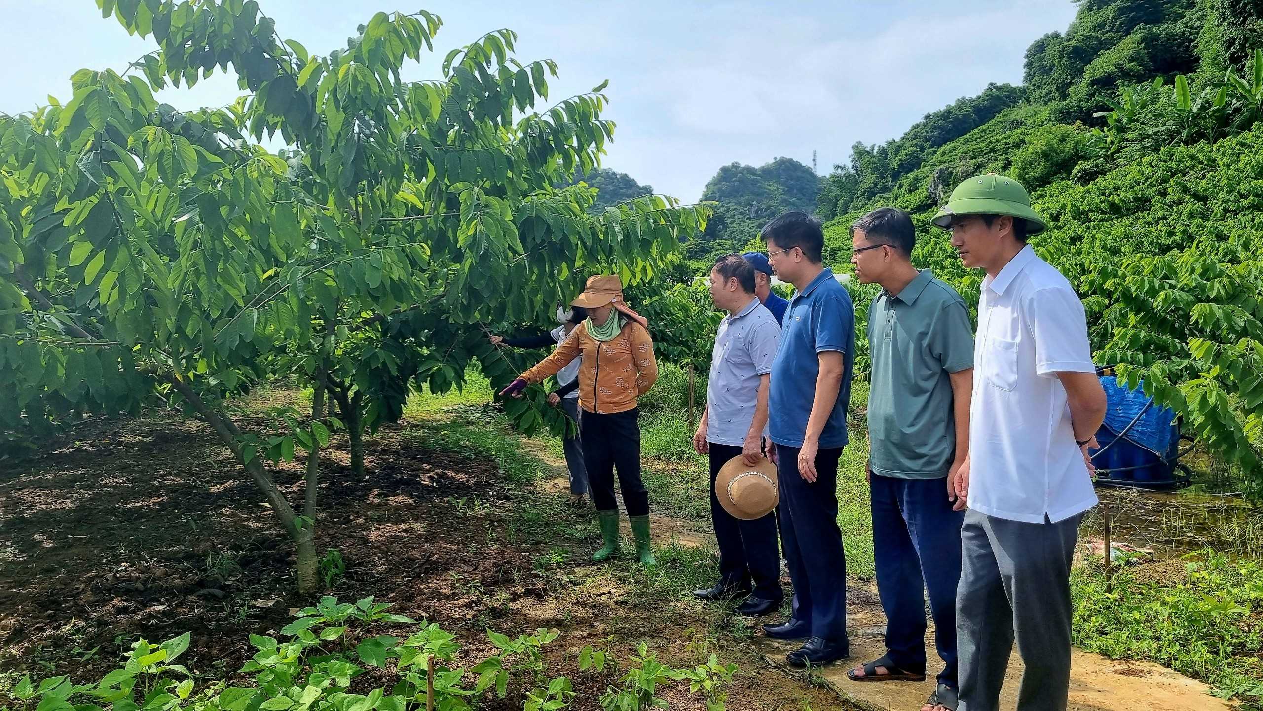 Hội Nông dân tỉnh Quảng Ninh học tập kinh nghiệm sản xuất nông nghiệp hữu cơ tại Sơn La- Ảnh 1.