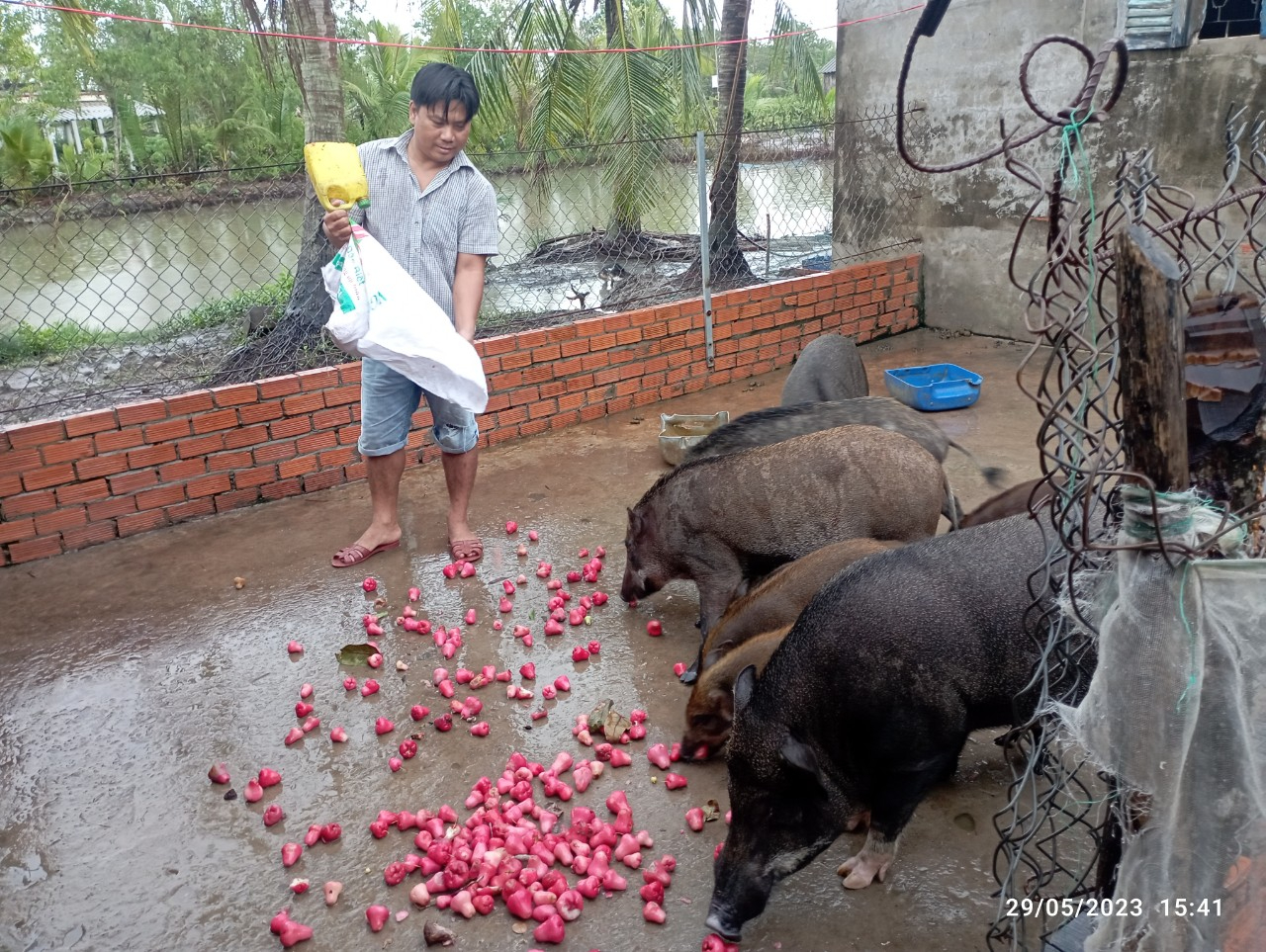 Con vật nuôi ăn tạp này được anh nông dân Cà Mau nuôi thành công, hễ bán một con giống thu 1 triệu đồng- Ảnh 2.