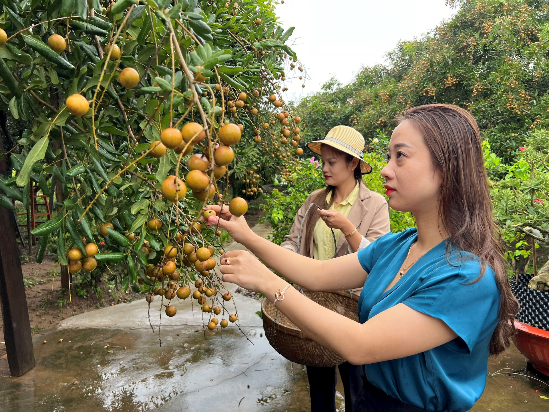 Loại nhãn cổ trăm năm ở Bạc Liêu cho trái tròn vo, vỏ mỏng, cơm giòn, nhiều người muốn ngắm cụ nhãn- Ảnh 2.