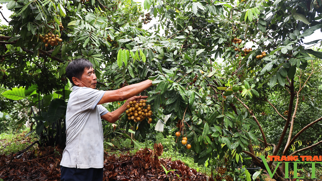 Đa dạng các mô hình kinh tế giúp hội viên nông dân làm giàu- Ảnh 2.