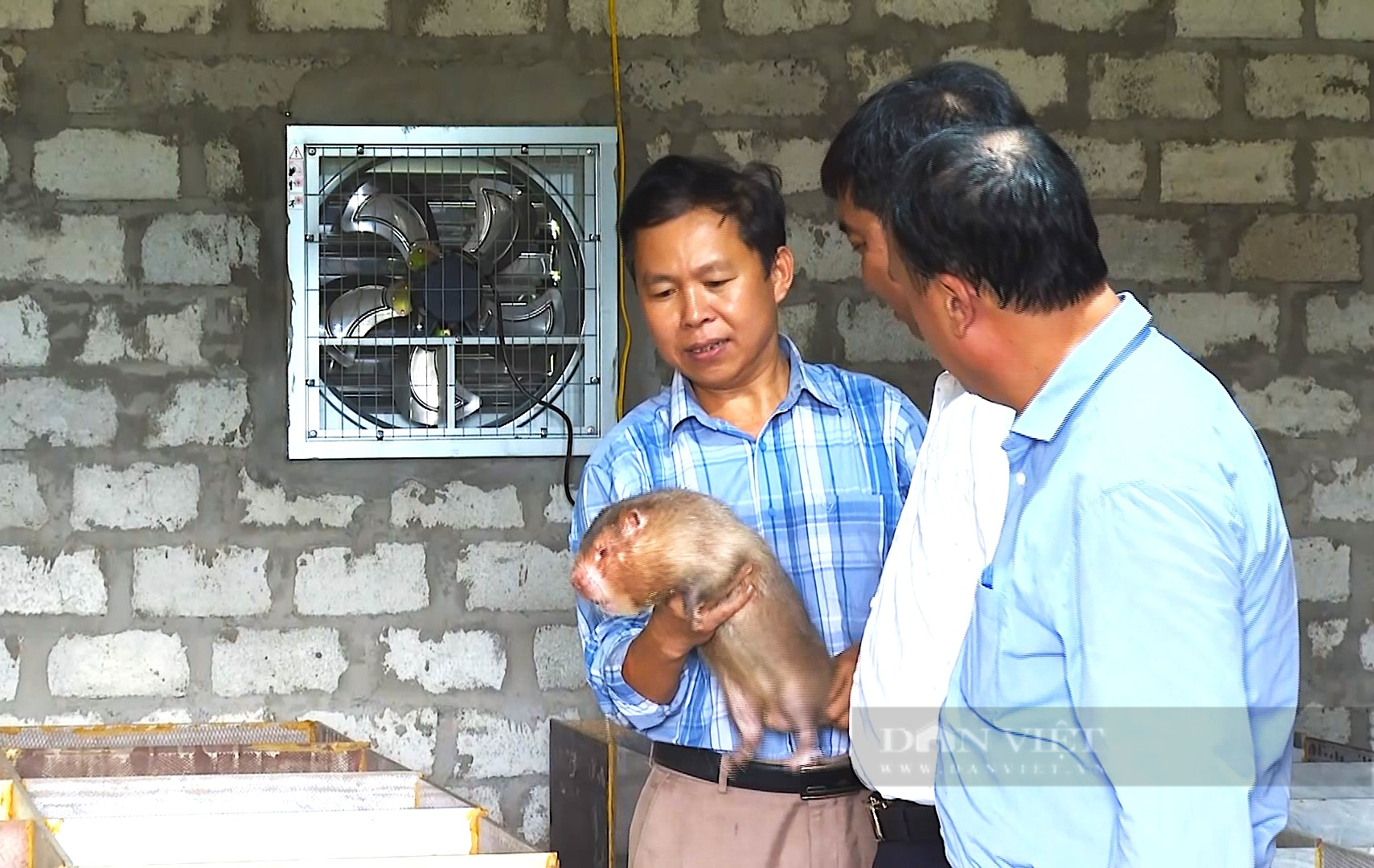 Nuôi dúi, con đặc sản ham ăn "đồ nhà nghèo", một nông dân Hà Tĩnh giàu hẳn lên- Ảnh 8.