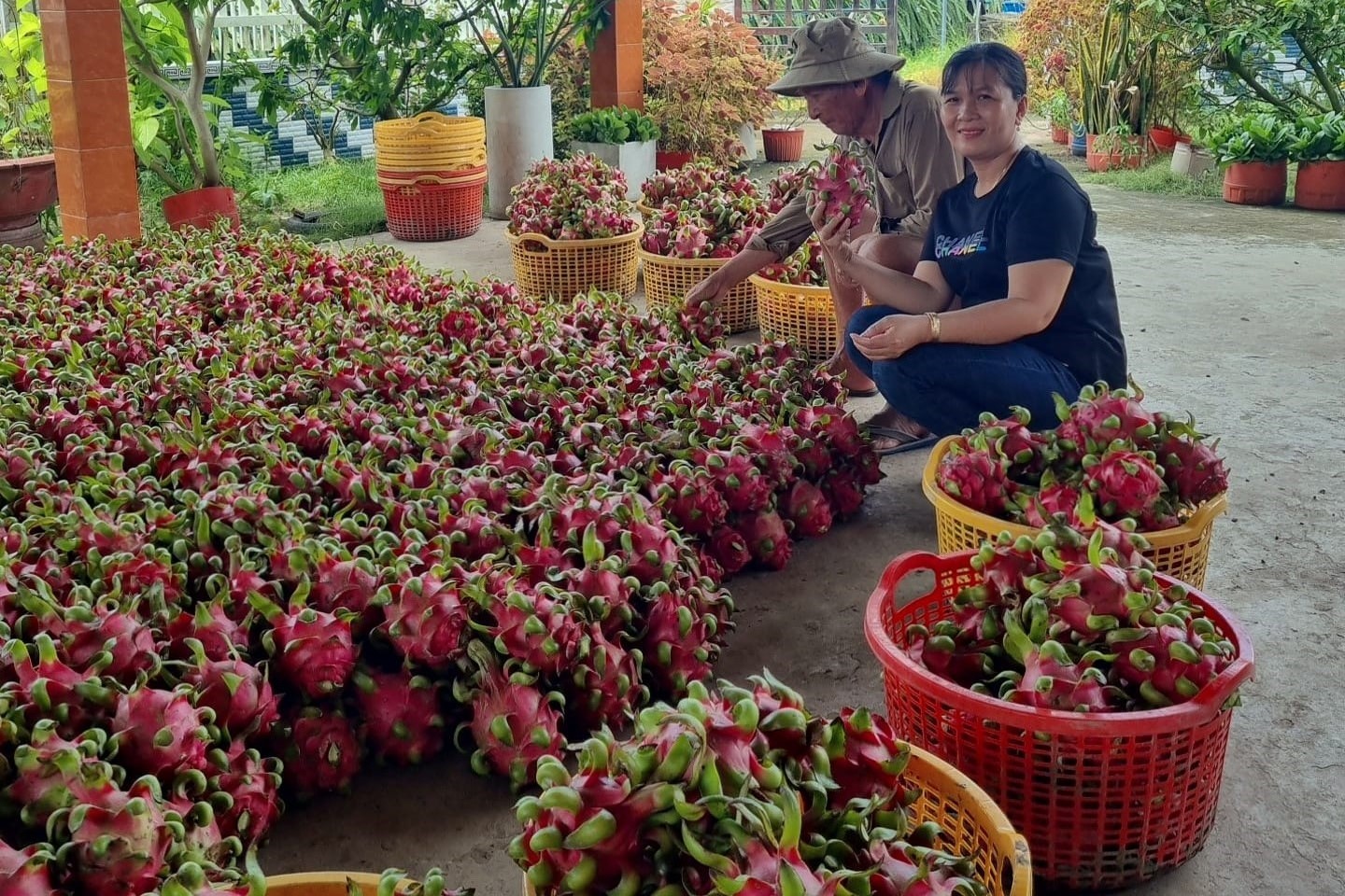 Thanh long trúng mùa, nhưng nông dân Long An phải bù tiền trả nợ mùa vụ- Ảnh 1.