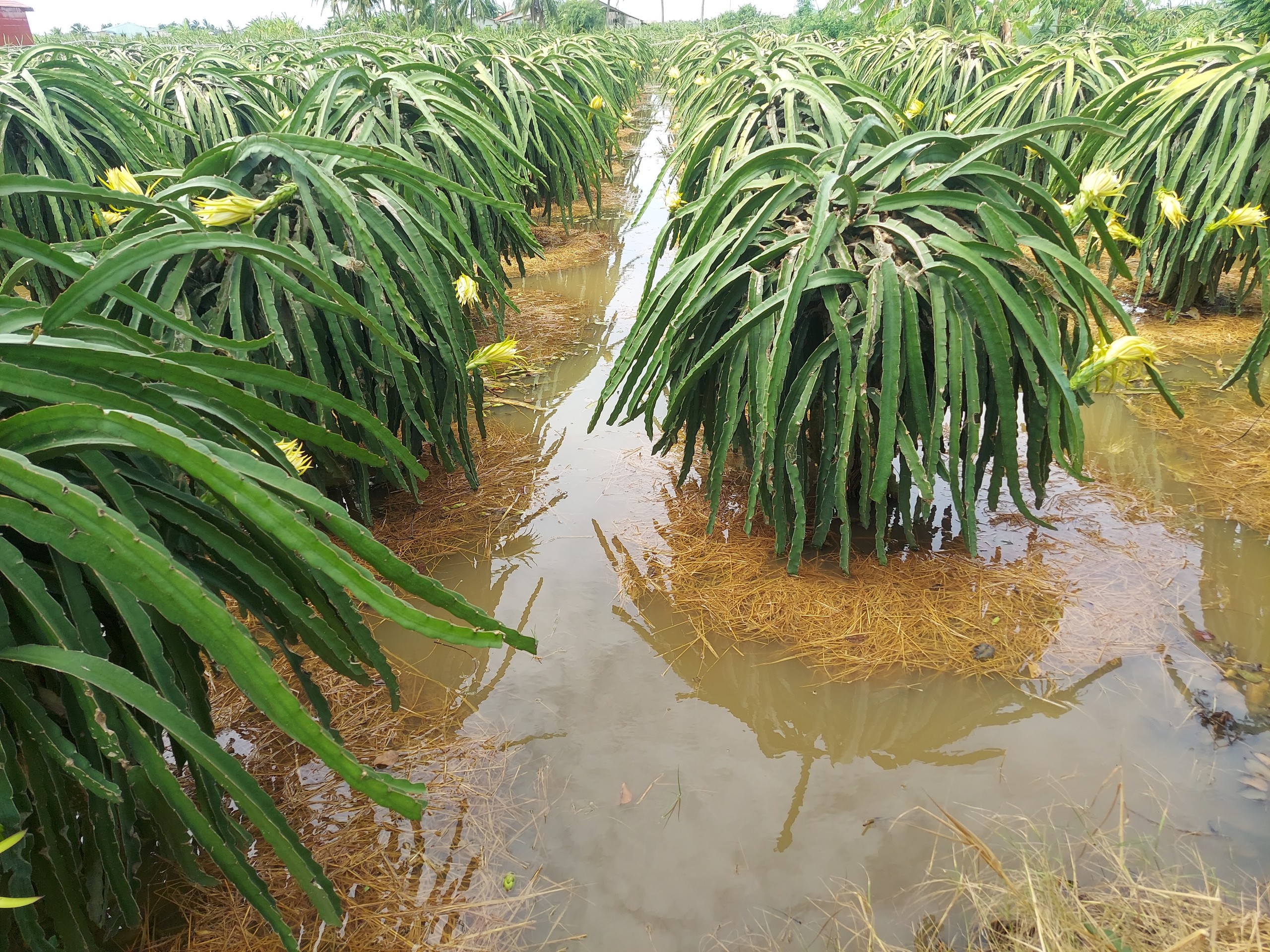 Thanh long trúng mùa, nhưng nông dân Long An phải bù tiền trả nợ mùa vụ- Ảnh 4.