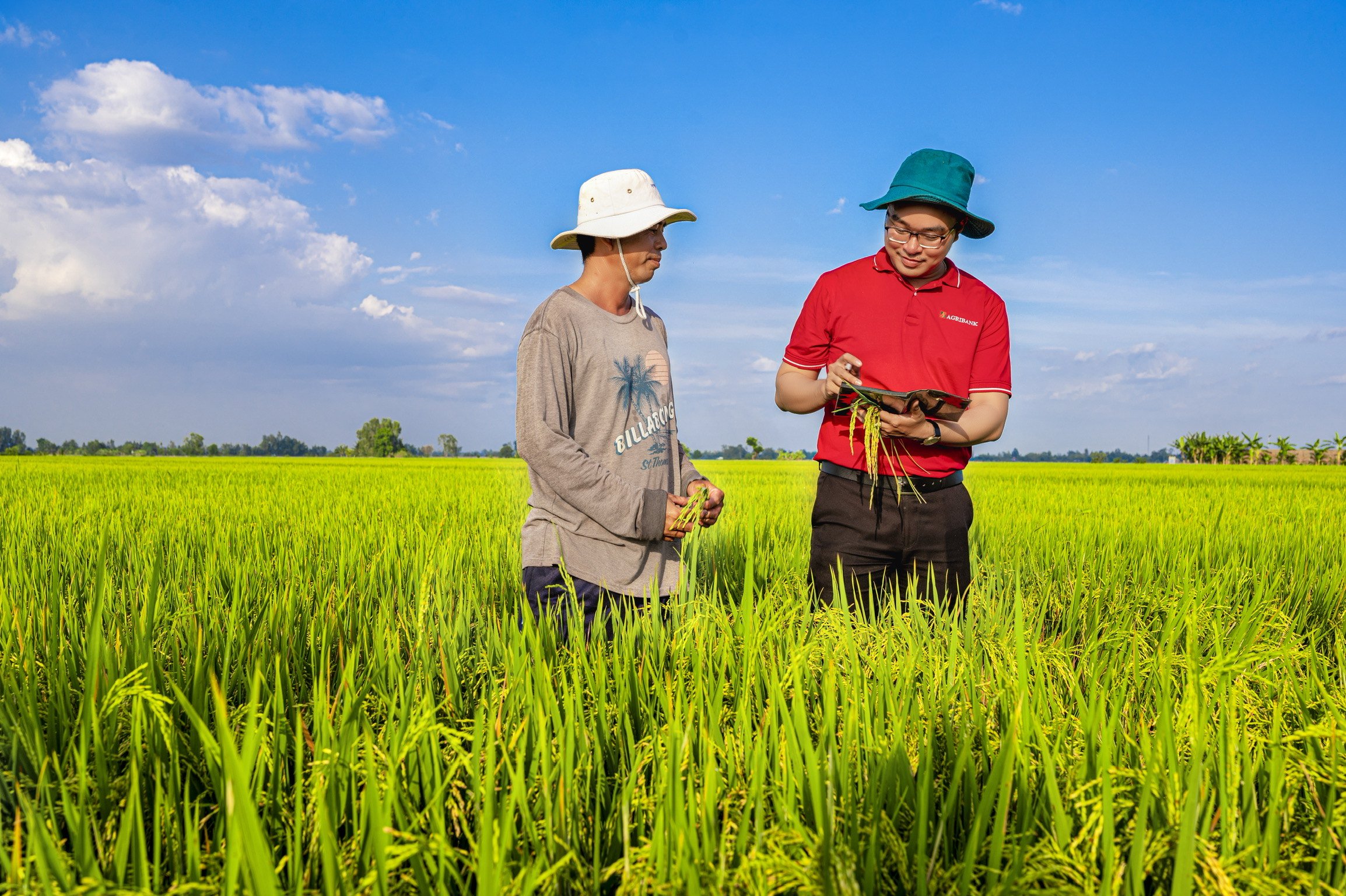 1 triệu héc-ta lúa chất lượng cao: Agribank - ngân hàng chủ lực cung ứng vốn tín dụng- Ảnh 1.