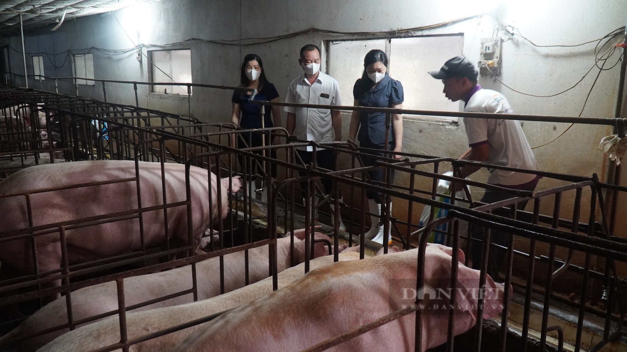 Đi thăm mô hình nuôi lợn, trồng dưa, Chủ tịch Hội Nông dân tỉnh Bắc Ninh ấn tượng vì hiệu quả kinh tế rất cao- Ảnh 1.