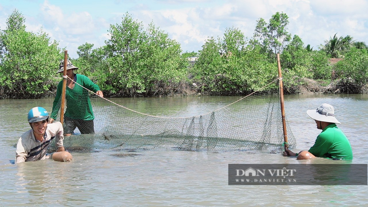 Vô một xã ở Cà Mau thấy dân quây lưới, cứ ngỡ bắt cá to bự, hóa ra đi bắt rong câu ăn bổ dưỡng- Ảnh 1.