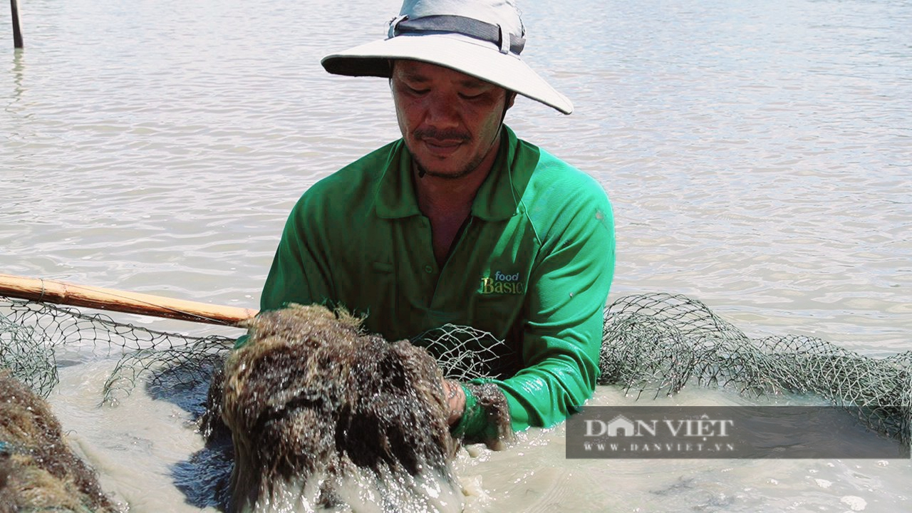 Vô một xã ở Cà Mau thấy dân quây lưới, cứ ngỡ bắt cá to bự, hóa ra đi bắt rong câu ăn bổ dưỡng- Ảnh 2.