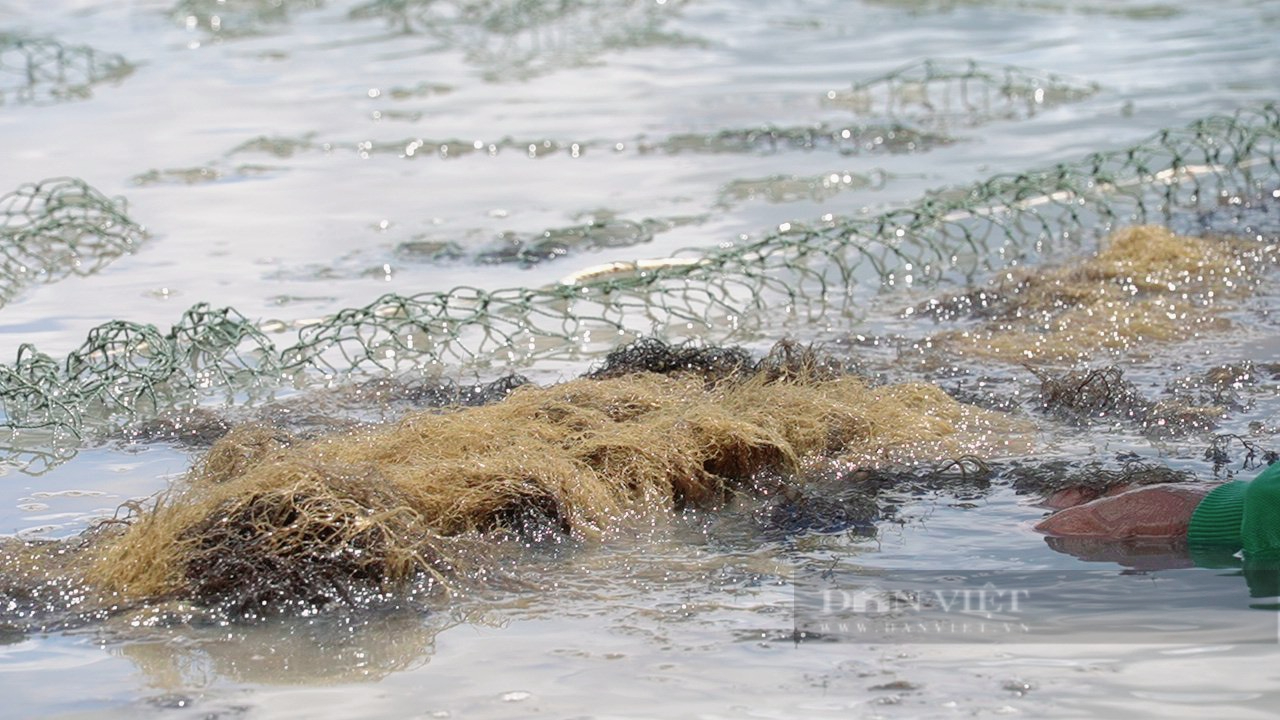 Vô một xã ở Cà Mau thấy dân quây lưới, cứ ngỡ bắt cá to bự, hóa ra đi bắt rong câu ăn bổ dưỡng- Ảnh 6.