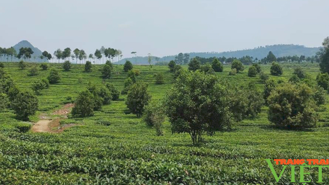 Sơn La: Nâng cao đời sống đồng bào dân tộc thiểu số- Ảnh 1.