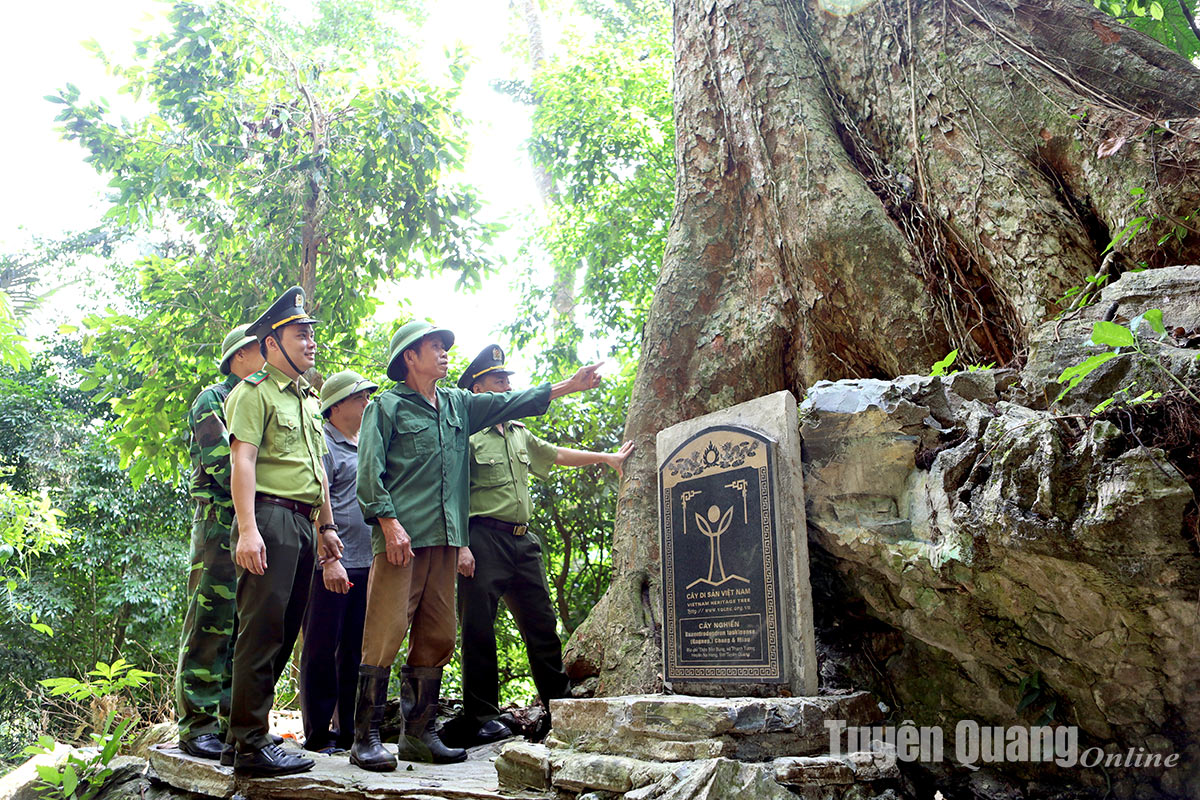 Khu rừng ở Tuyên Quang có 2 cây cổ thụ 1.000 năm tuổi như báu vật, sễnh ra là dân lo bị chặt trộm- Ảnh 1.